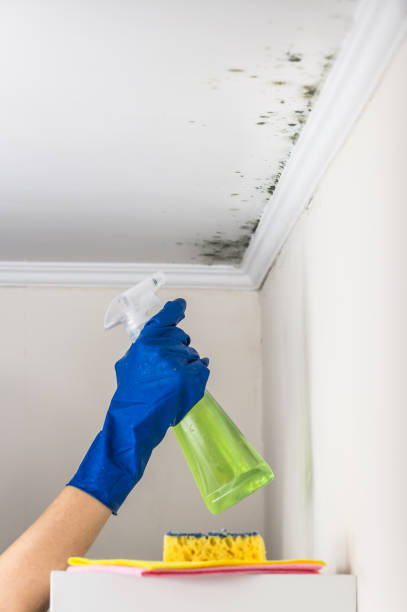 Why You Should Choose Our Mold Remediation Services in Quincy, IL